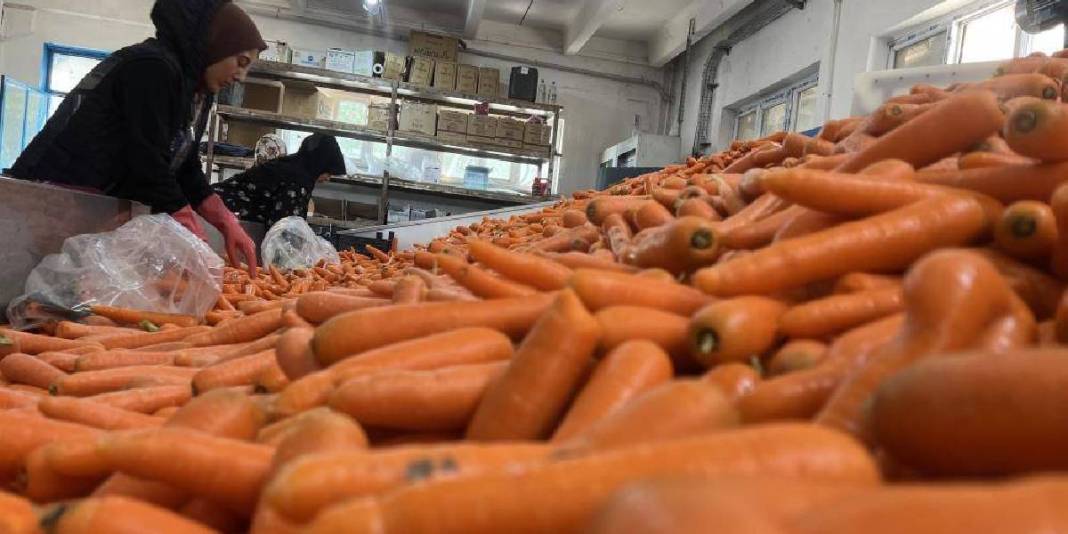 80 bin dekarda üretiliyor,%90'ı kadın emeğinden oluşuyor! Türkiye’nin ihtiyacı bu şehirden karşılanıyor 2